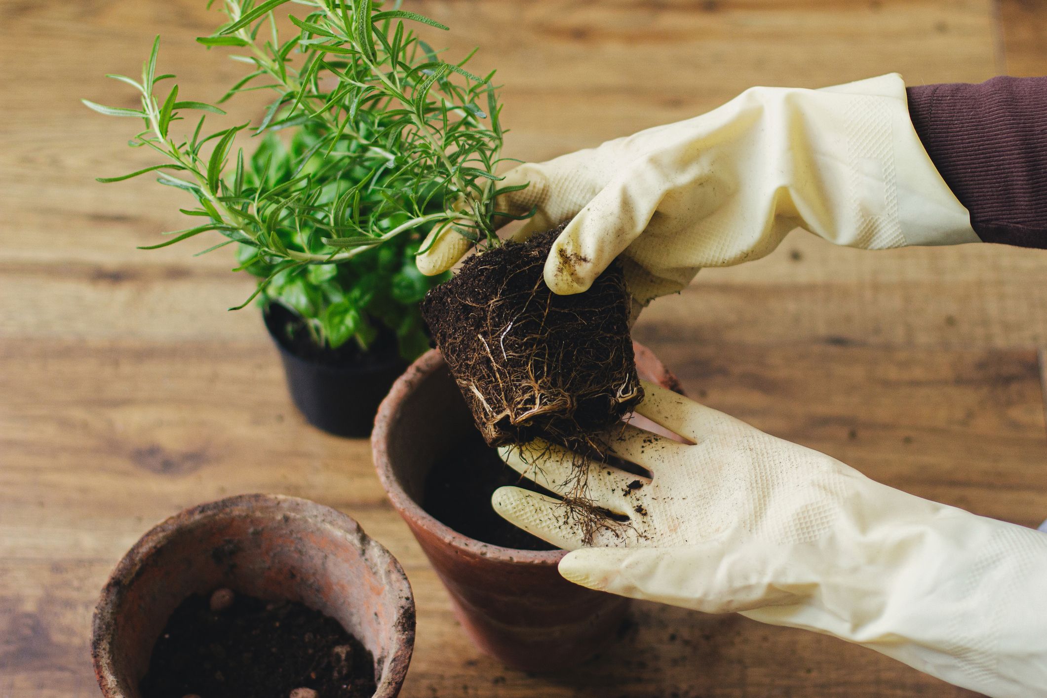 How to Repot Plants: Easy Steps for Repotting Indoor Plants