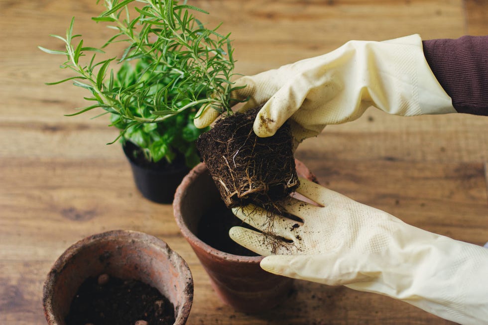 cómo trasplantas las plantas