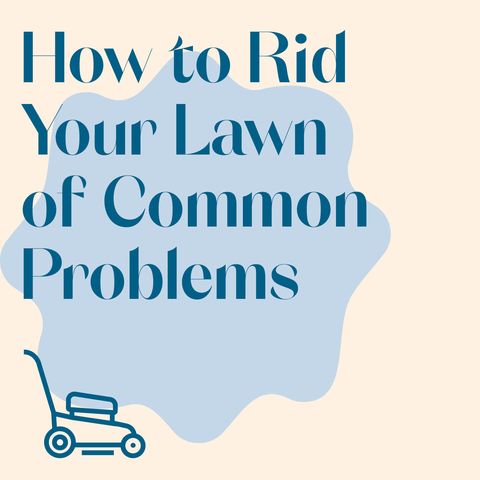 how to rid your lawn of common problems