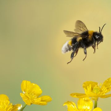 how to save bees