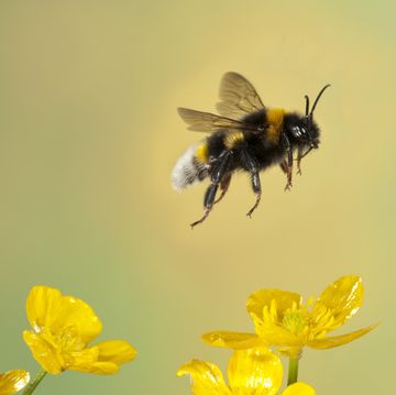 how to save bees
