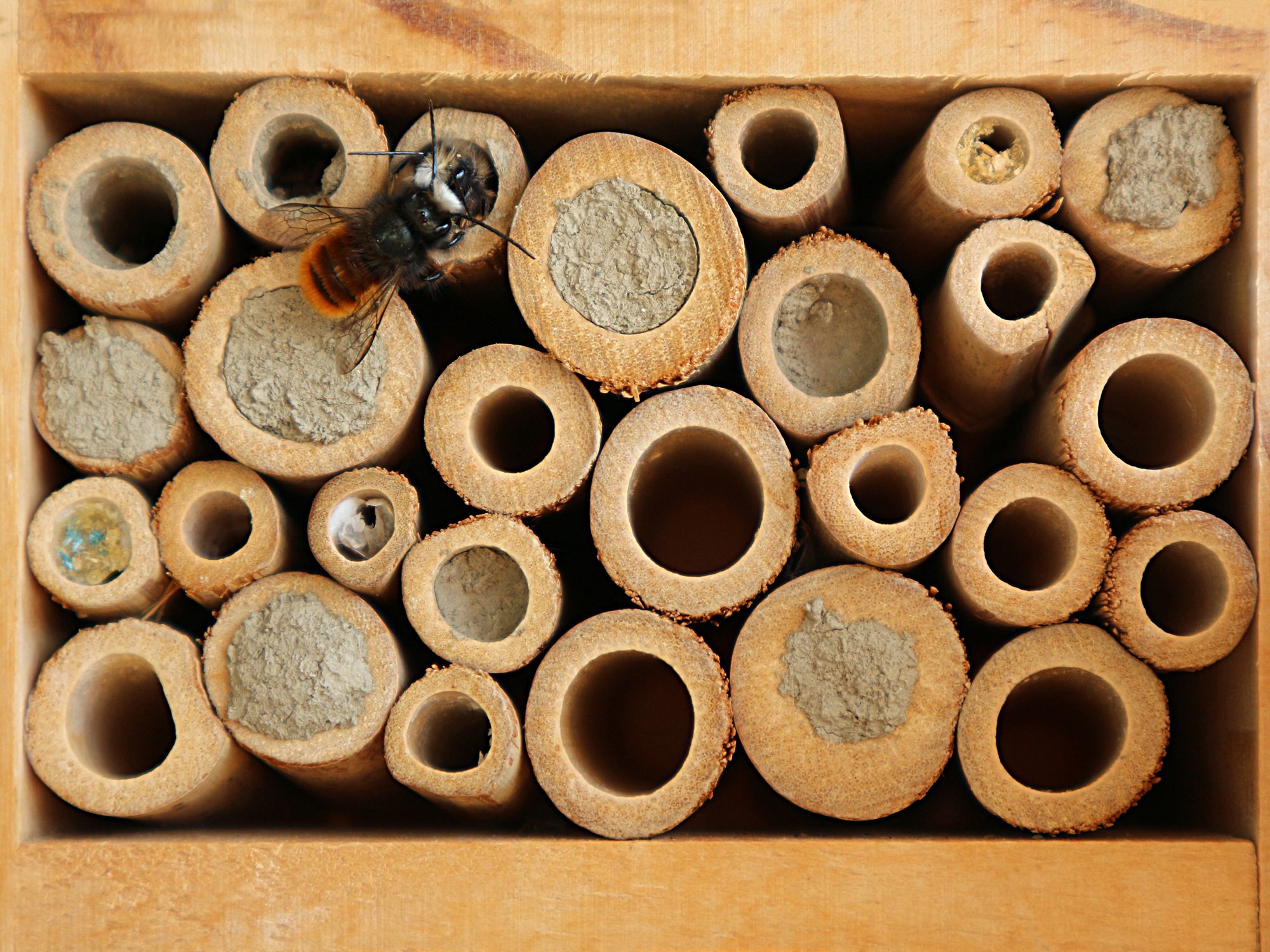 How You Can Help Save Our Bees