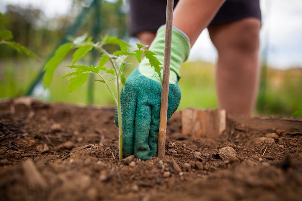 how to start a vegetable garden baby