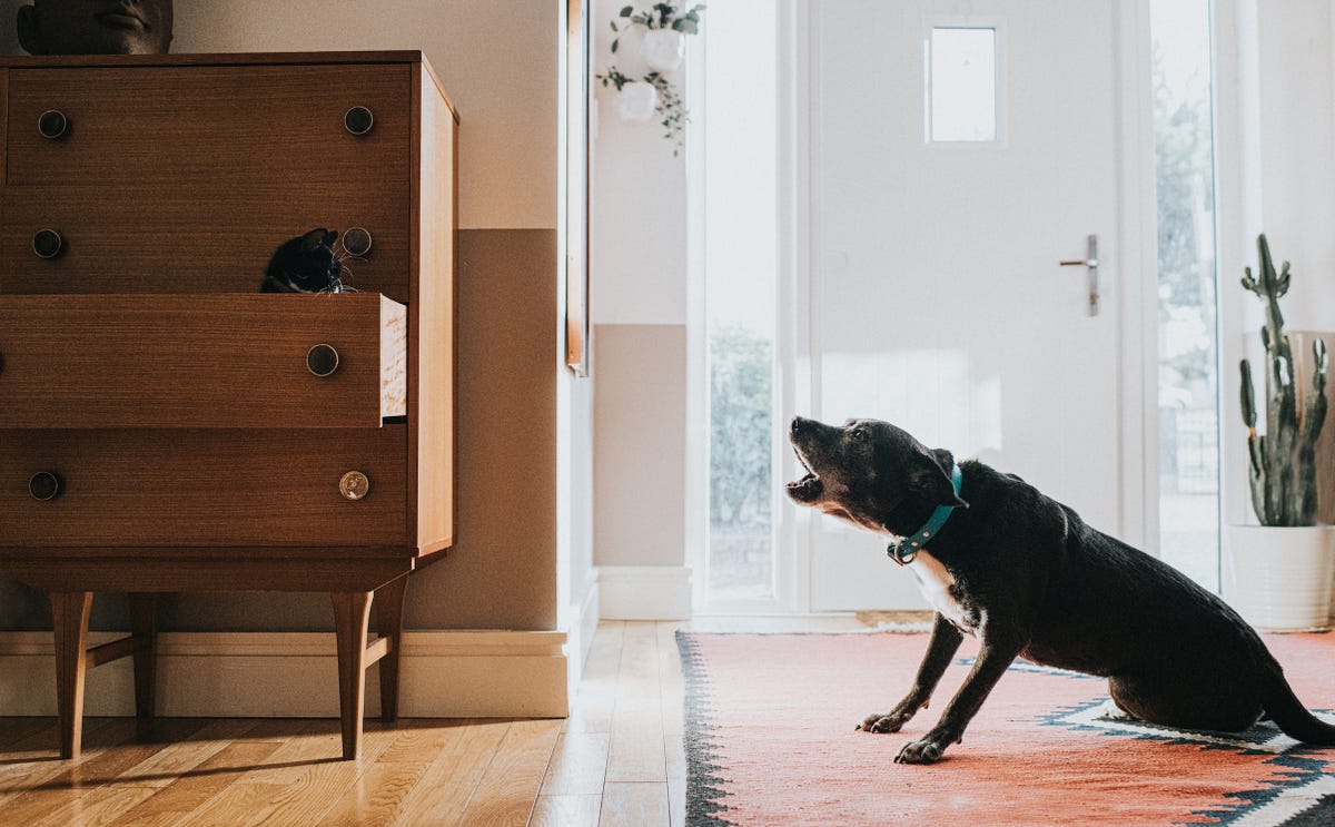 How to Stop a Dog From Barking When People Stand Up: Dog Gone Problems