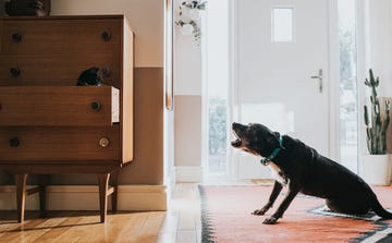 how to stop a dog barking