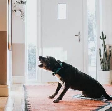 How to stop a dog barking how to stop a dog barking