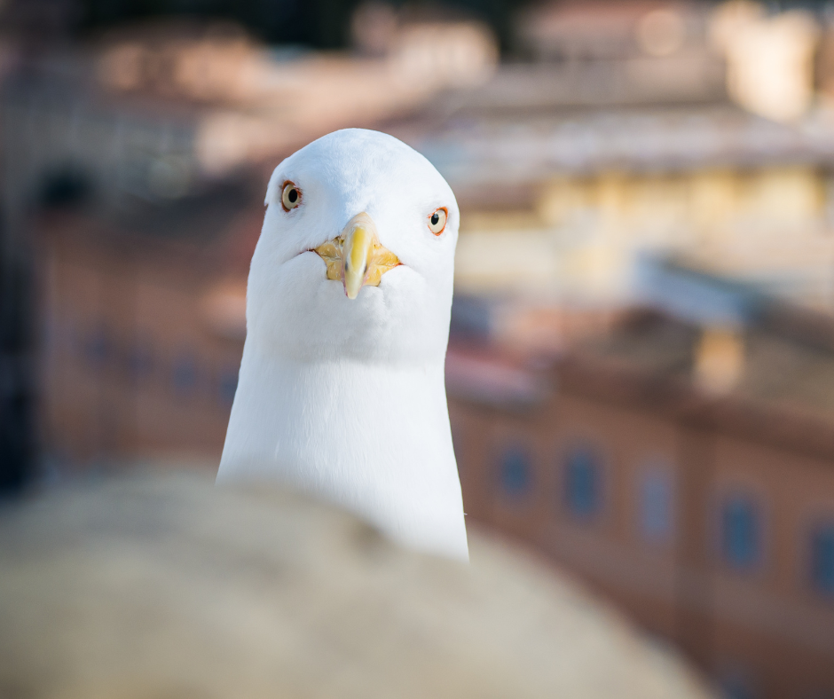howtostopseagullsstealingyourfood