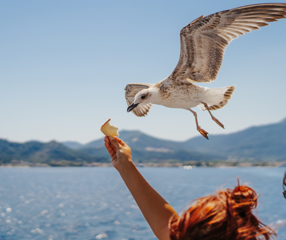 seagull flying towards a hand holding a piece of bread over a body of water