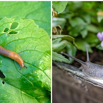 a slug and snail on a leaf
