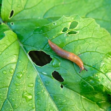 a slug and snail on a leaf