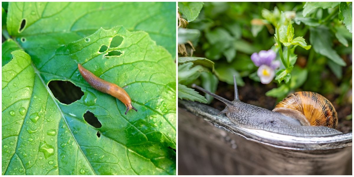 How to stop slugs eating plants in your garden
