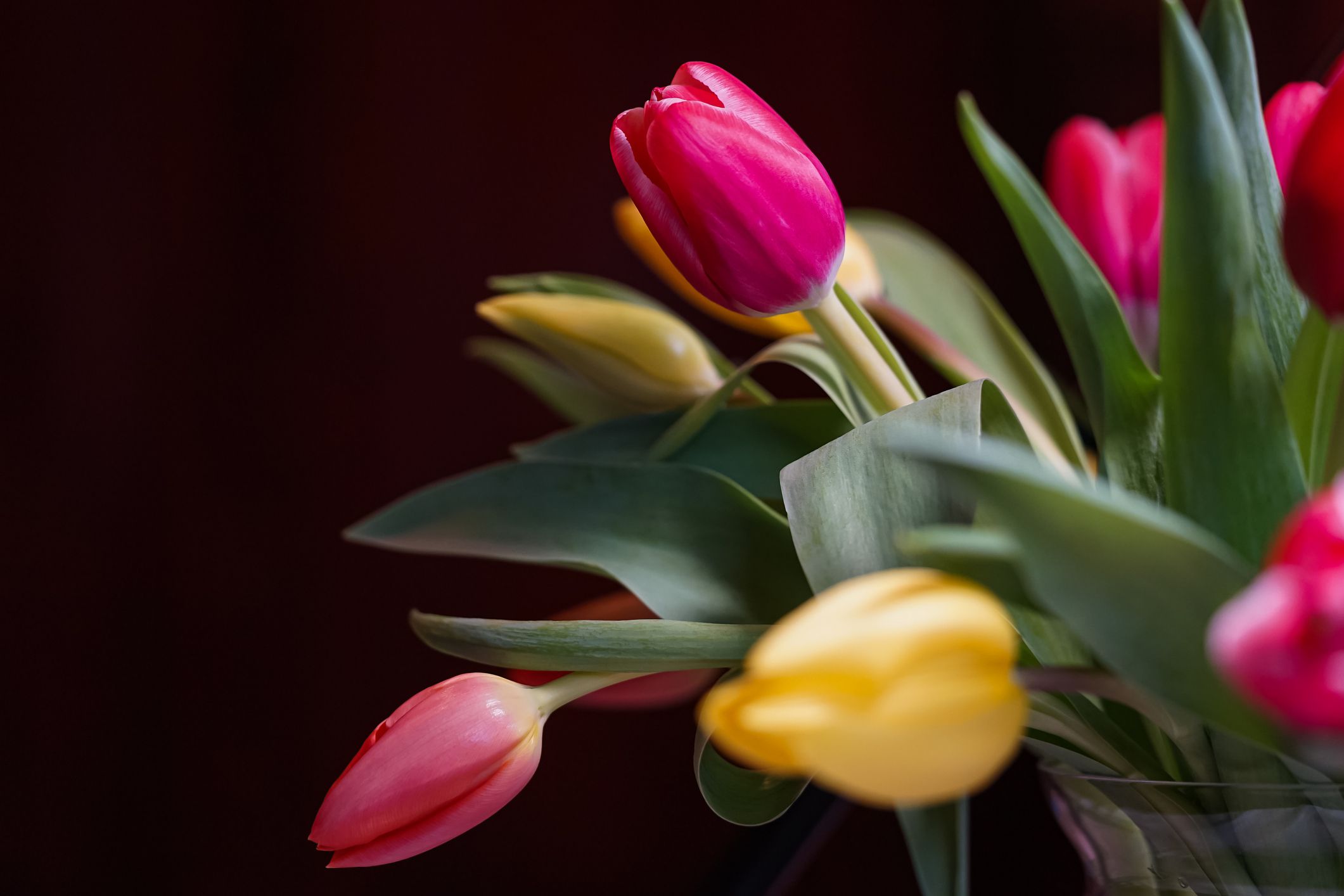 How To Stop Tulips Drooping Tulips In A Vase Tulip Flower