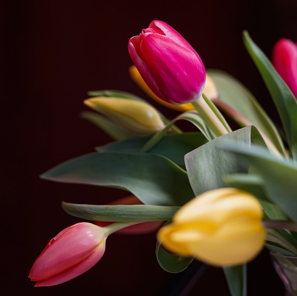 How To Stop Tulips Drooping - Tulips In A Vase, Tulip Flower