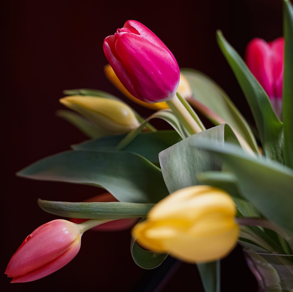 How To Stop Tulips Drooping - Tulips In A Vase, Tulip Flower