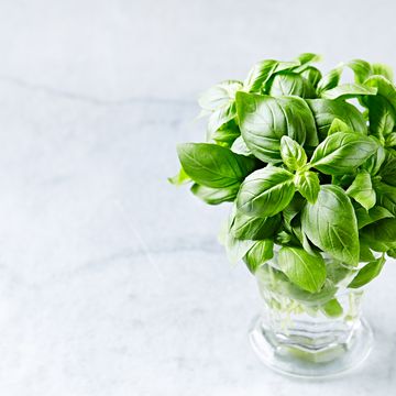how to store fresh basil