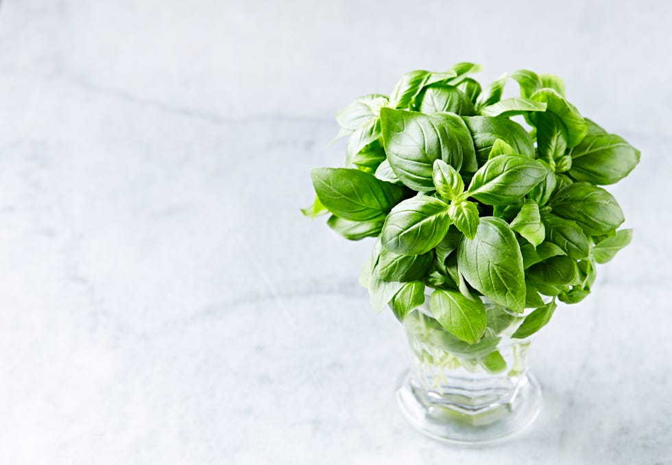 how-to-store-fresh-basil-for-as-long-as-possible