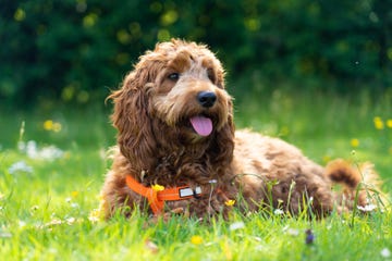 cómo fotografiar un perro con cinco consejos fáciles y prácticos