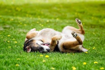 dog rolling in spring grass in pure bliss