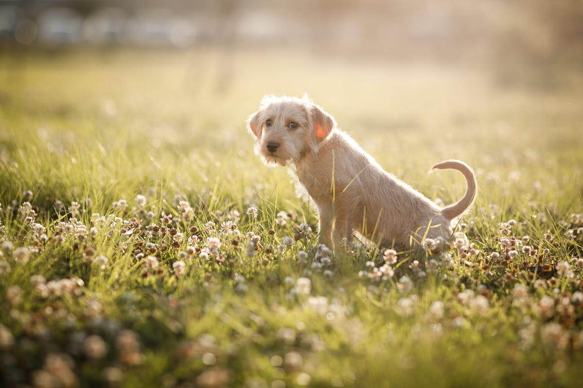 How To Toilet Train a Puppy — Tips, Tricks & Advice 