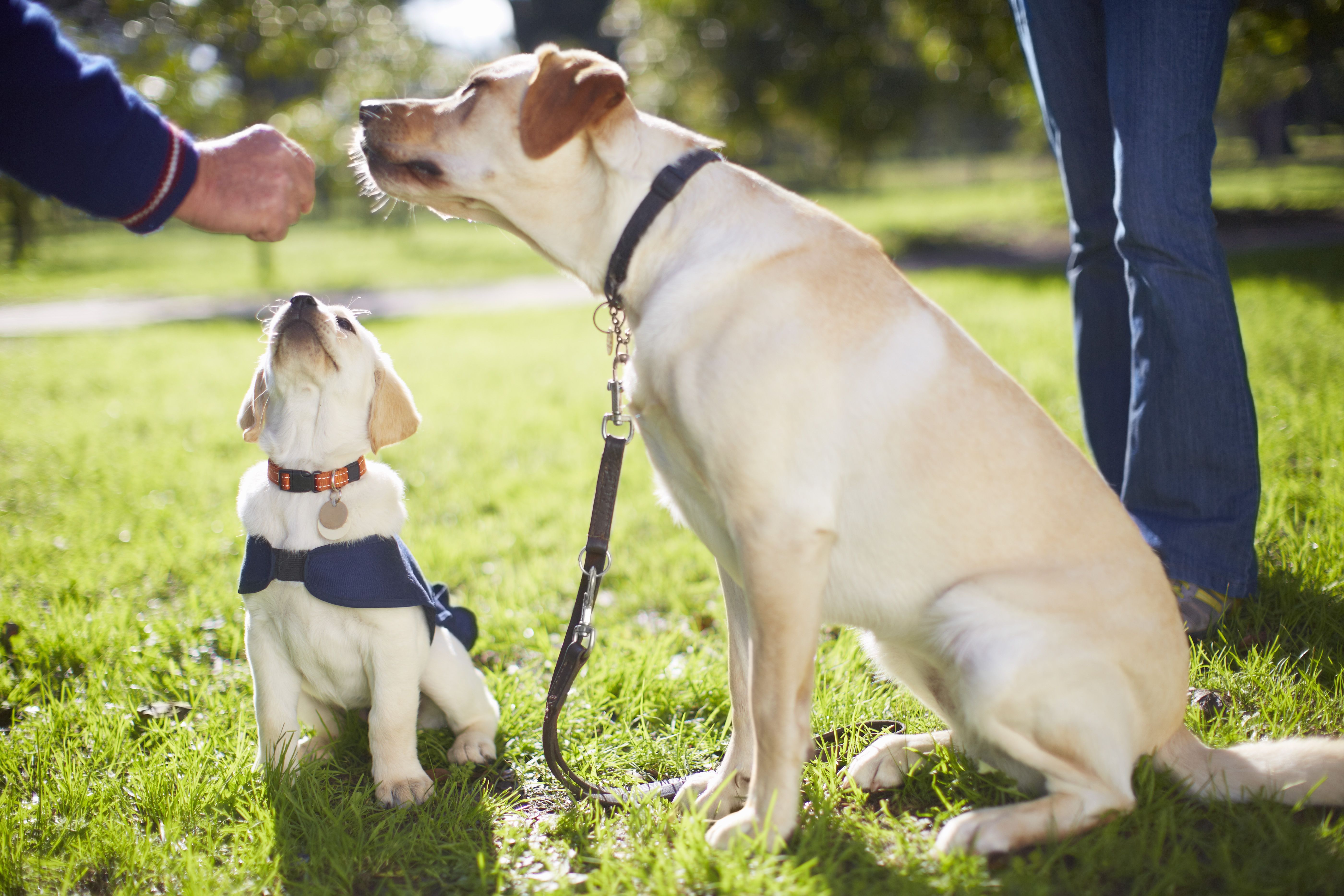 whens the best time to train a dog