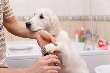 how to trim dog nails