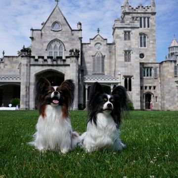 papillons taxi and rebel pose in front of the lyndhurst, a property of the national trust for historic preservation, during the 8th annual masters agility championship at the 145th annual westminster kennel club dog show on june 11, 2021, in tarrytown, new york photo by timothy a clary  afp photo by timothy a claryafp via getty images