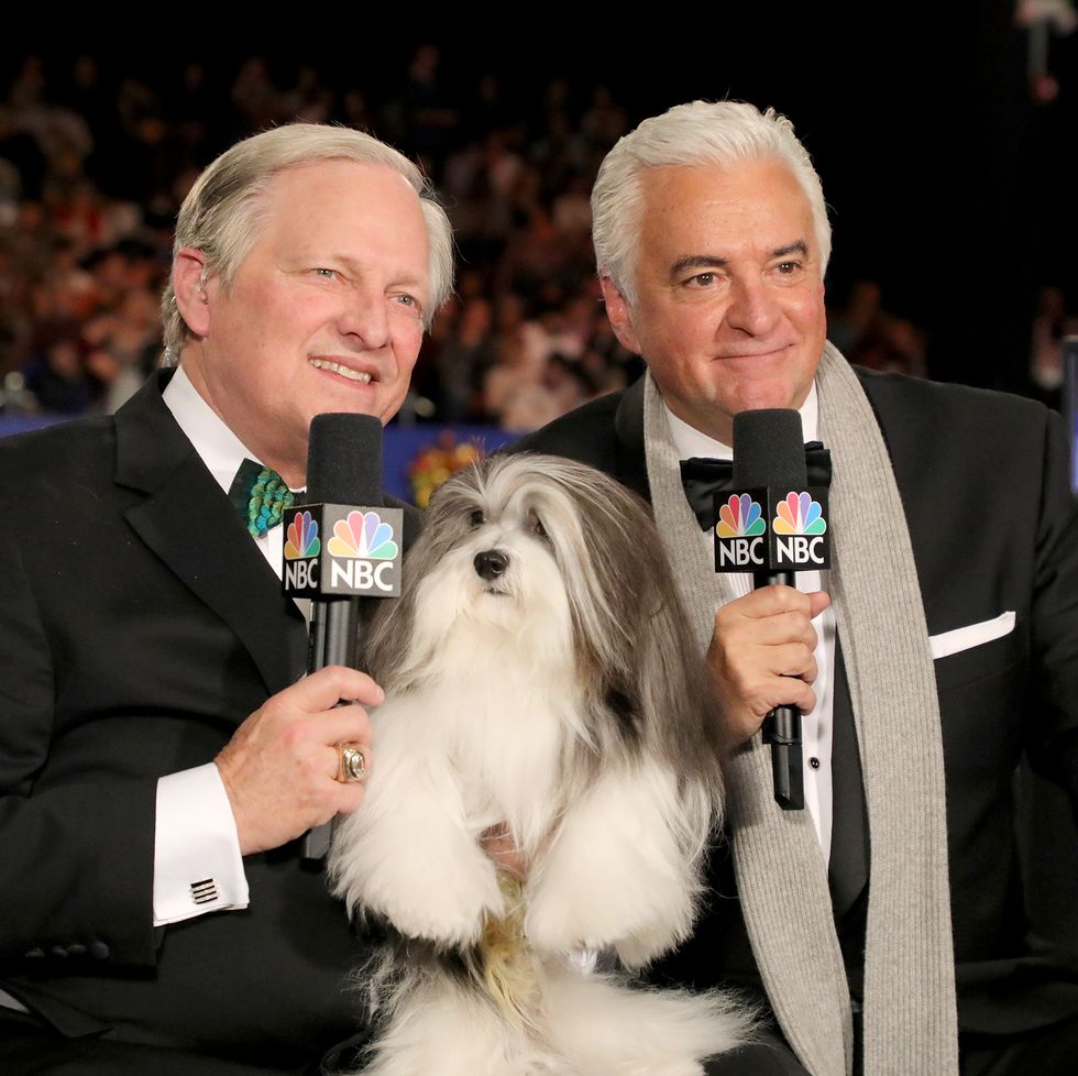 How to Watch and Stream the National Thanksgiving Dog Show 2022