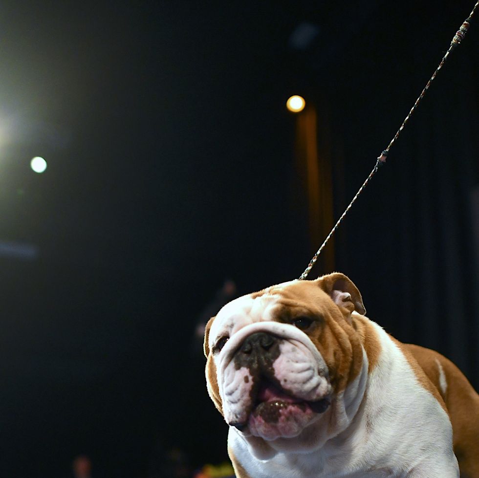 How to Watch and Stream the National Thanksgiving Dog Show 2023