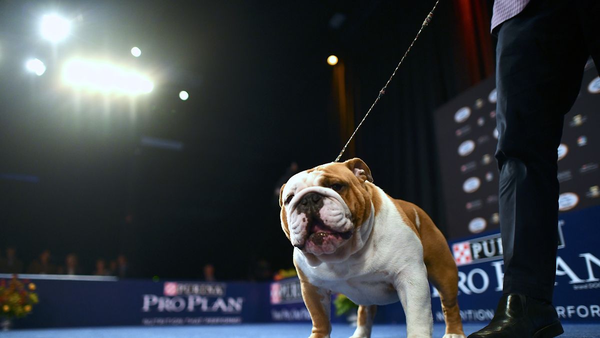 How to Watch and Stream the National Thanksgiving Dog Show 2023