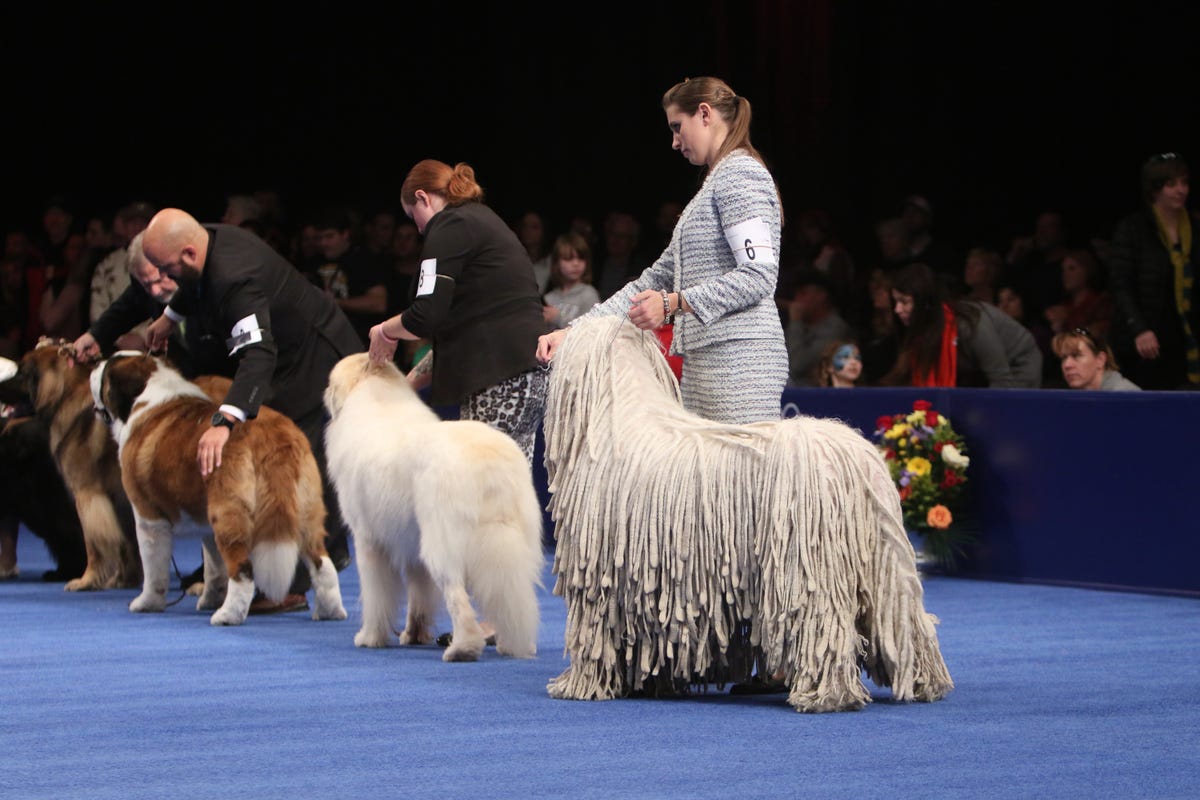 How To Watch The National Dog Show On Thanksgiving 2020