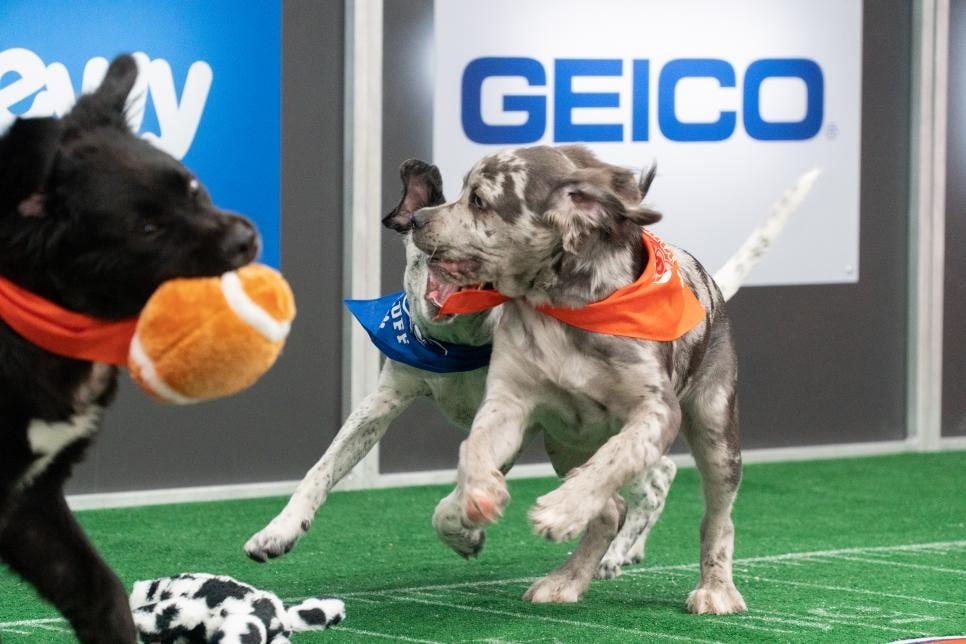 puppybowl live