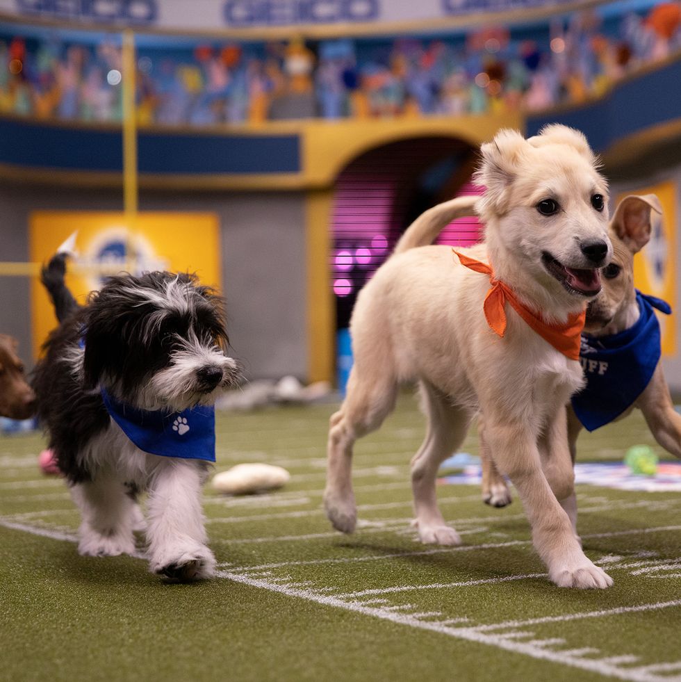 how to watch the puppy bowl