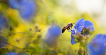 how to attract bees to garden