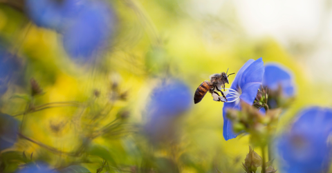 how to attract bees to garden