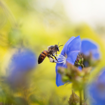 how to attract bees to garden how to attract bees to garden