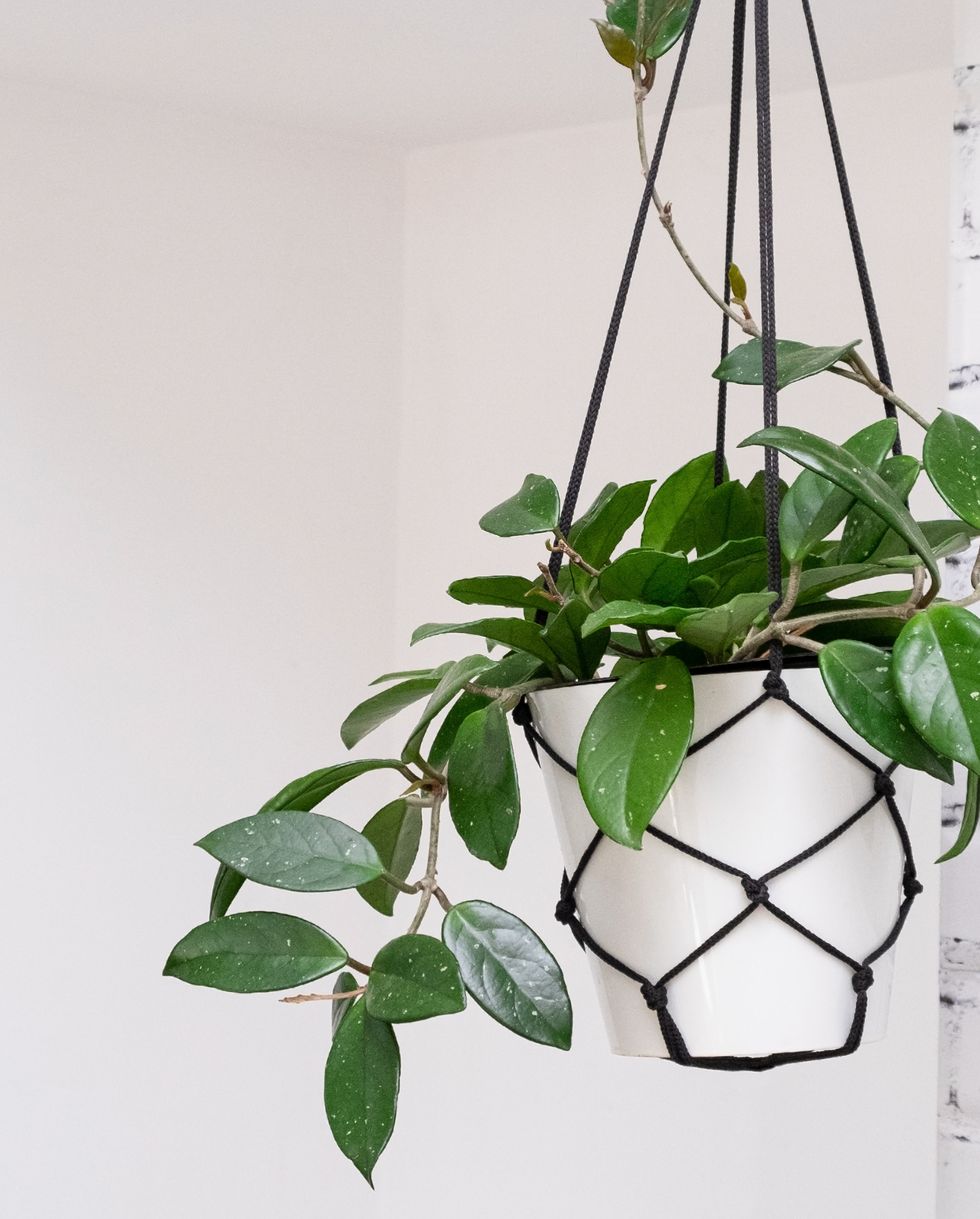 best indoor and outdoor hanging plants hoya