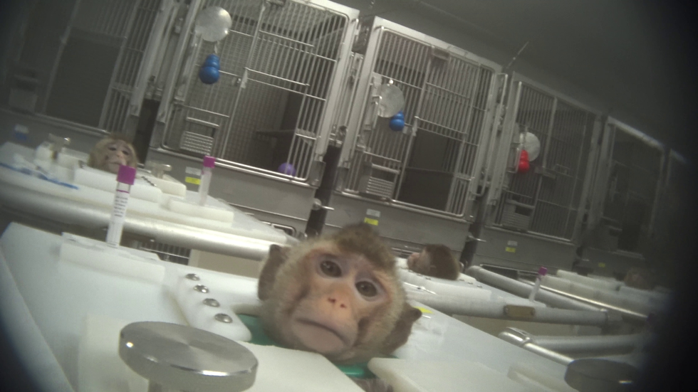 In het Inotivcentrum zagen onderzoekers van de Humane Society hoe vastgebonden makaken die met experimentele medicijnen waren ingespoten daarna zonder toezicht alleen werden gelaten Volgens het rapport van de organisatie hingen twee van de dieren zichzelf per ongeluk op