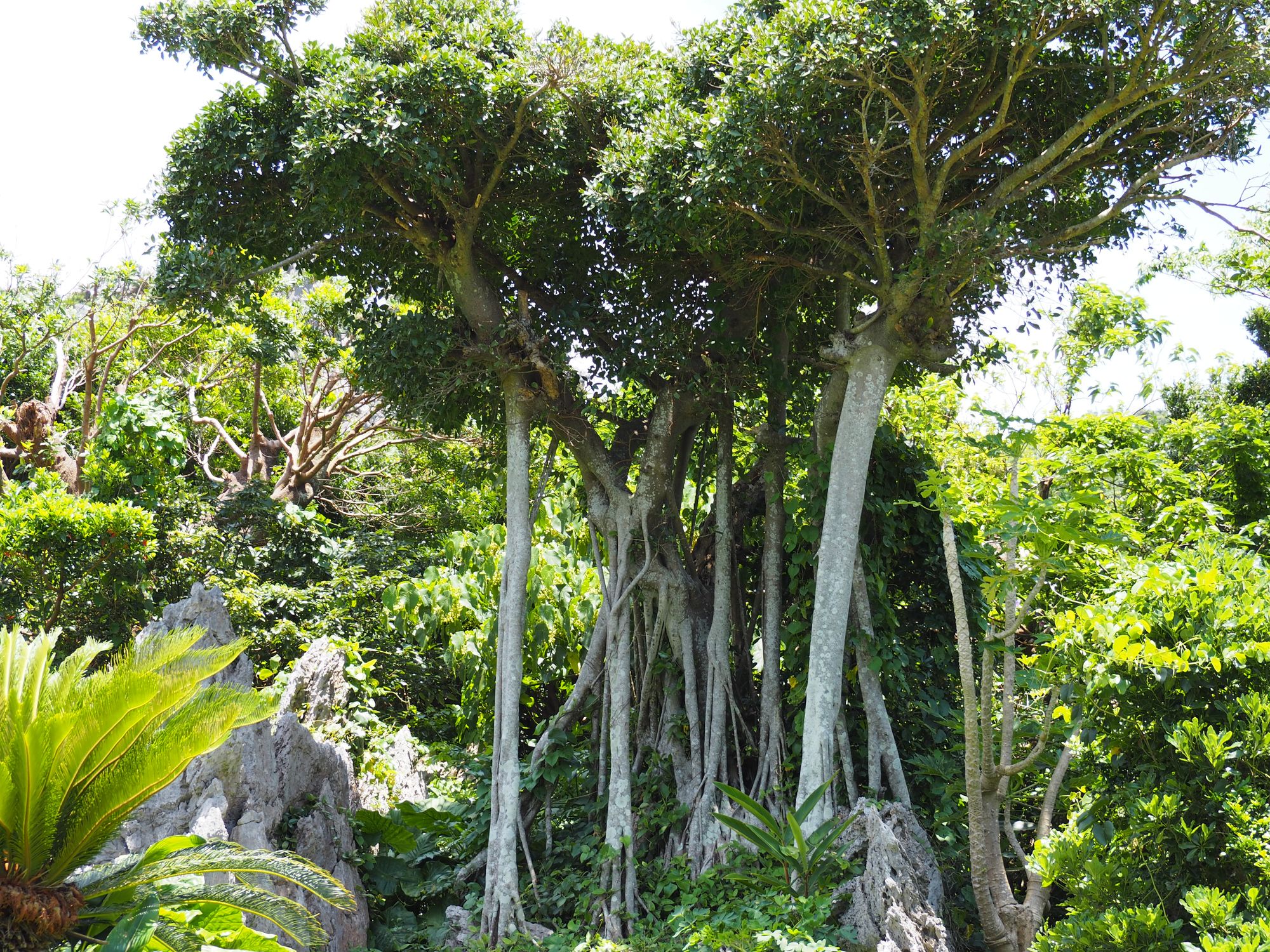 観葉植物ガジュマルの風水効果・花言葉は？おすすめの置き場所に飾って運気アップ！【専門家監修】