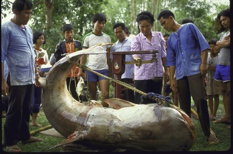 huge catfish hauled from mekong river be