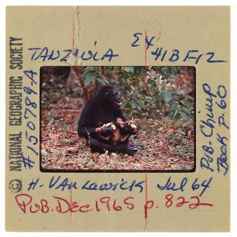 Een chimpansee in Gombe heeft haar jong op schoot en biedt het een banaan aan
