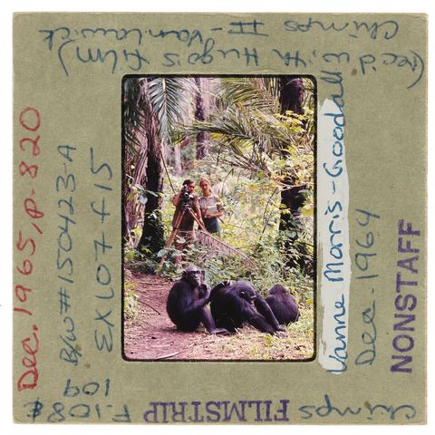 De Nederlandse fotograaf Hugo van Lawick en de zologe Jane Goodall observeren de chimpansees van het Nationale Park van Gombe in Tanzania Het is 1965