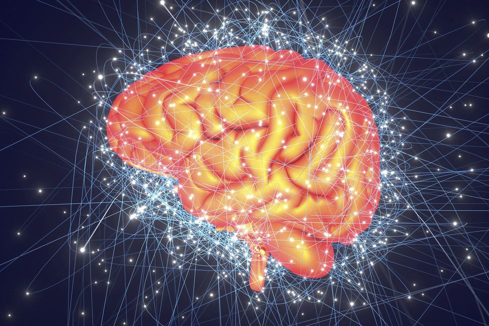 human brain network