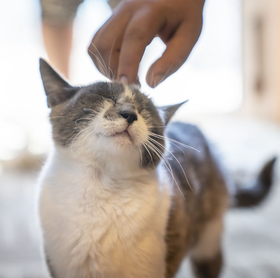 human cat relationship
