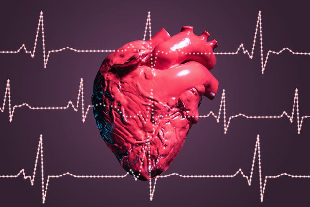 human heart and pulse traces