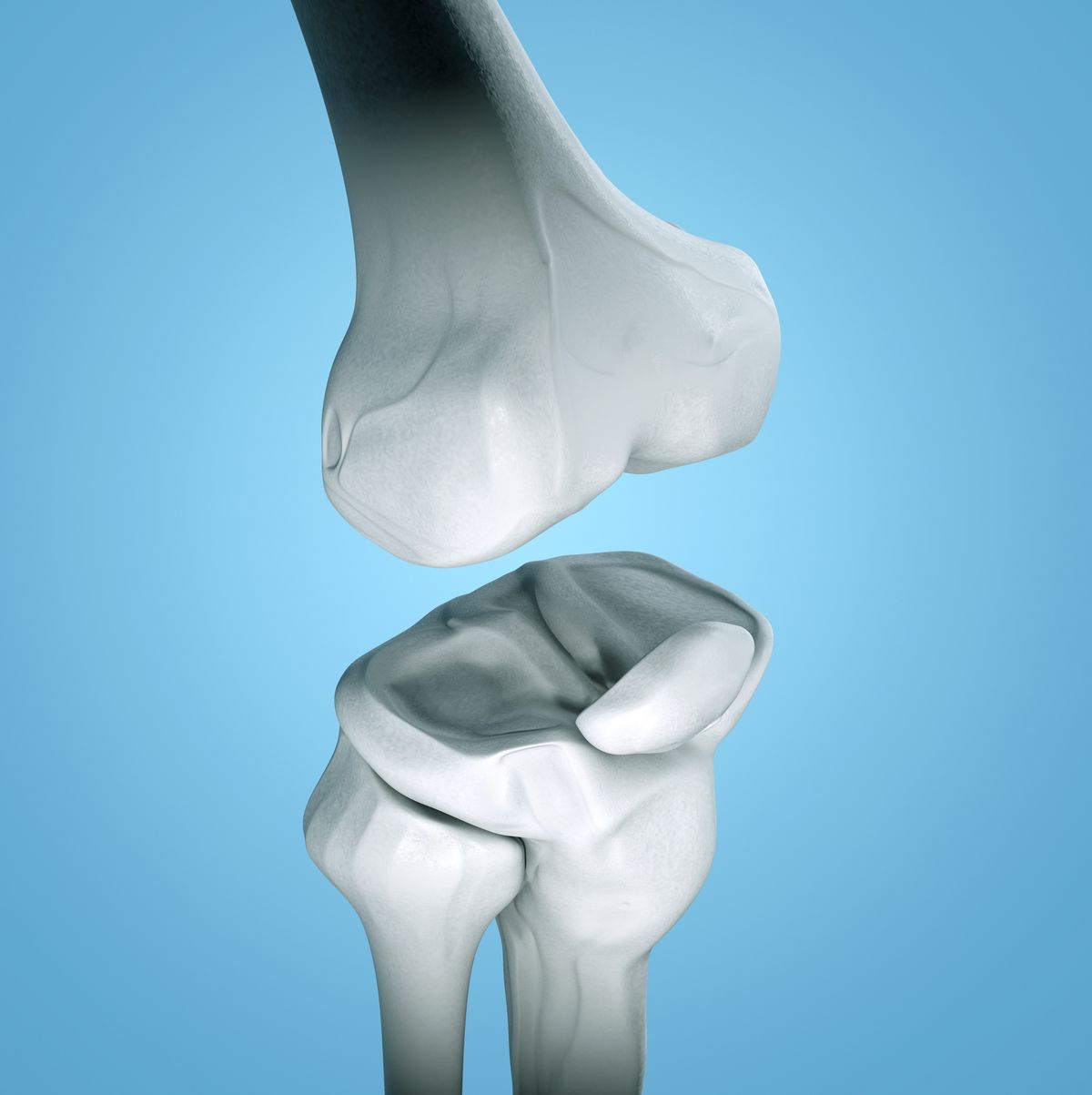 human knee, illustration
