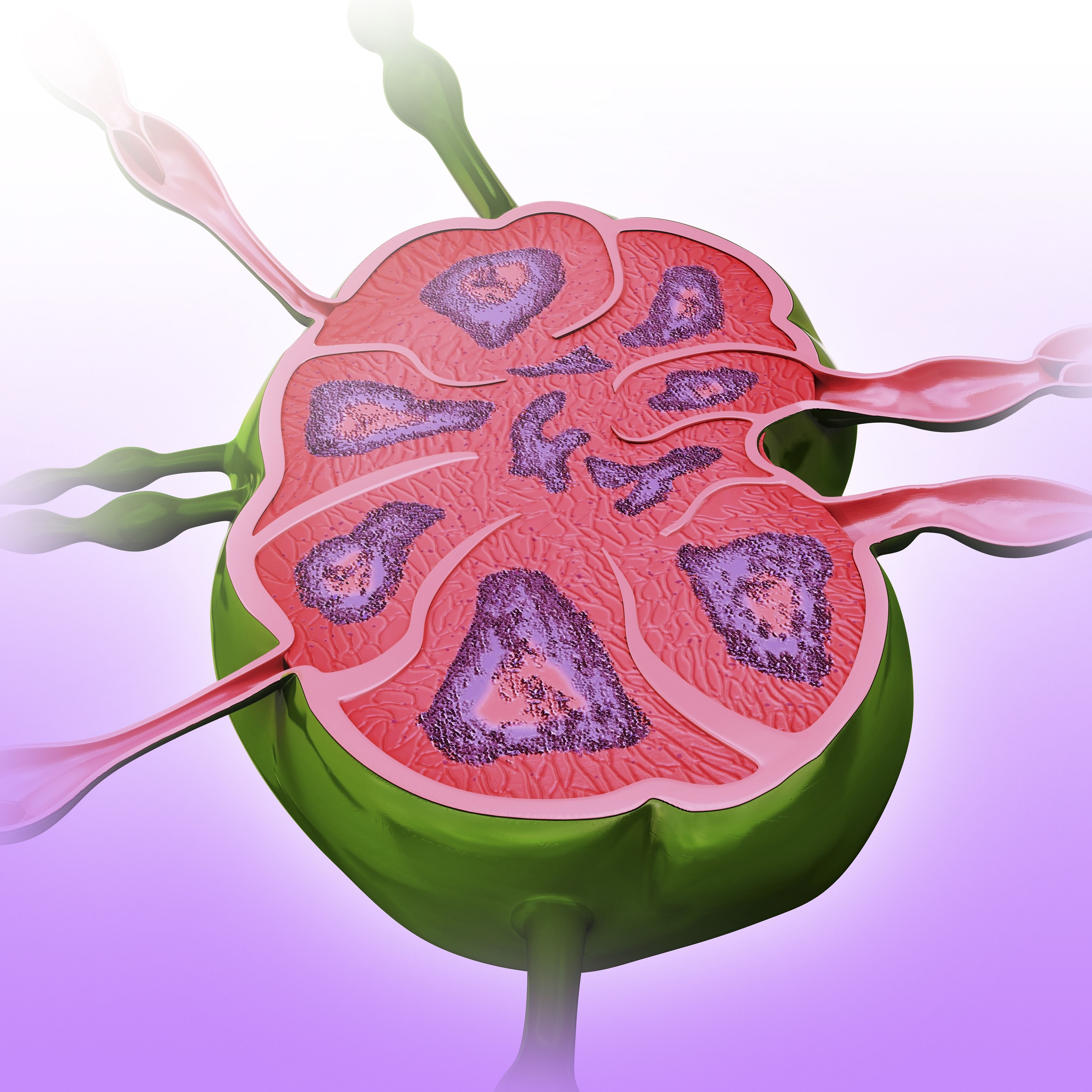 Swollen Lymph Nodes In Female Groin Area