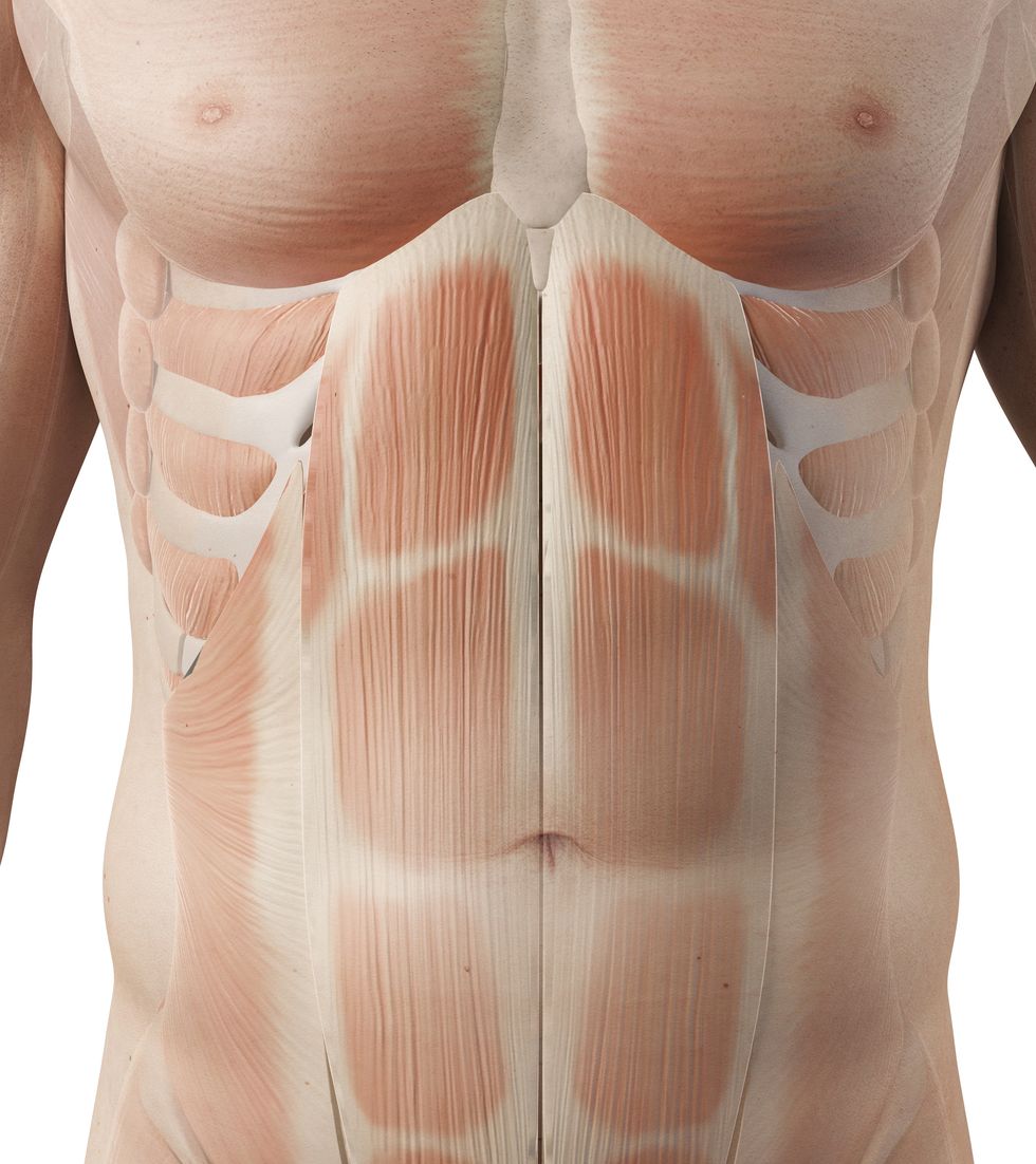 human muscular system, illustration