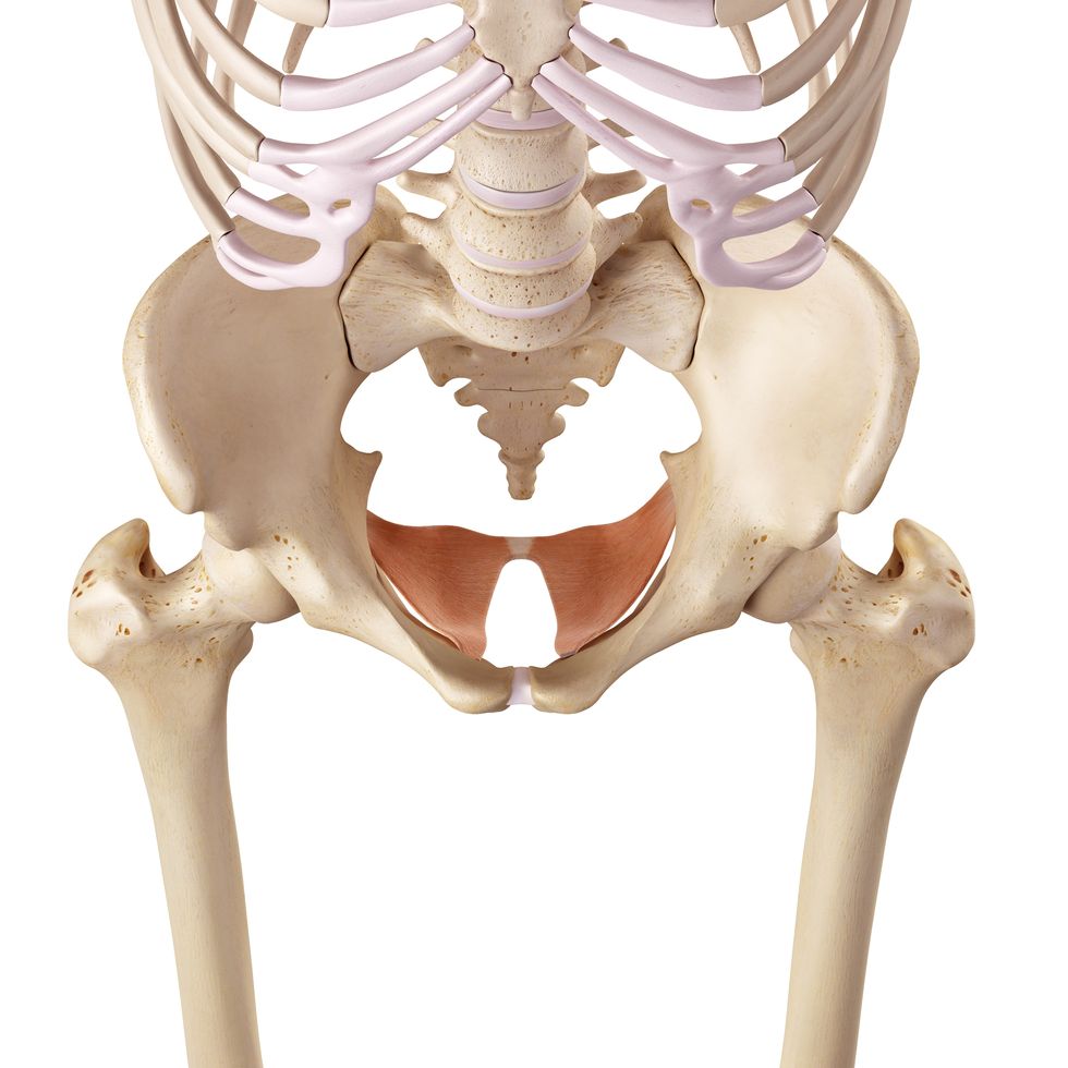 human pelvis