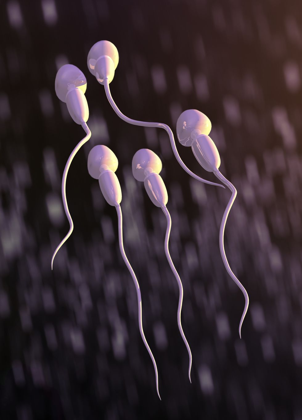 Human sperm, illustration