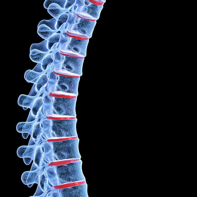 human spine, illustration